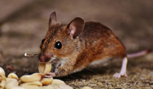 24 Hour & Emergency Exterminators in Holtwood, PA